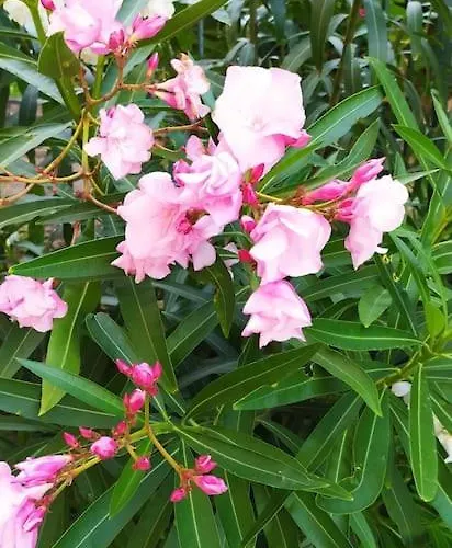 Joanna House - Japartments